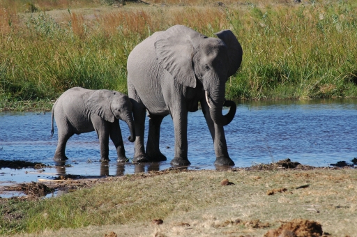 Elephant and baby 4 